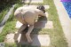 A woman in a white bikini bending over to pick up something from the ground.